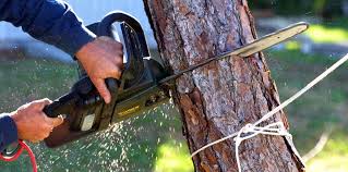 Best Commercial Tree Services  in Rancho Alegre, TX