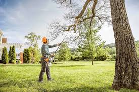 How Our Tree Care Process Works  in  Rancho Alegre, TX