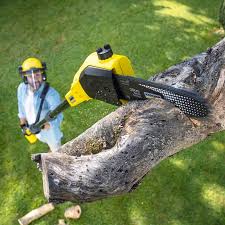 Best Tree Cabling and Bracing  in Rancho Alegre, TX