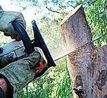 Best Tree Health Inspection  in Rancho Alegre, TX