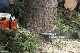 Best Firewood Processing and Delivery  in Rancho Alegre, TX