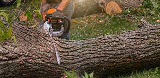Best Artificial Turf Installation  in Rancho Alegre, TX