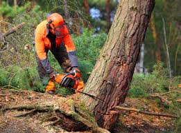 Best Hazardous Tree Removal  in Rancho Alegre, TX
