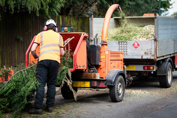 Best Fruit Tree Pruning  in Rancho Alegre, TX