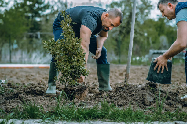 Best Lawn Drainage Solutions  in Rancho Alegre, TX