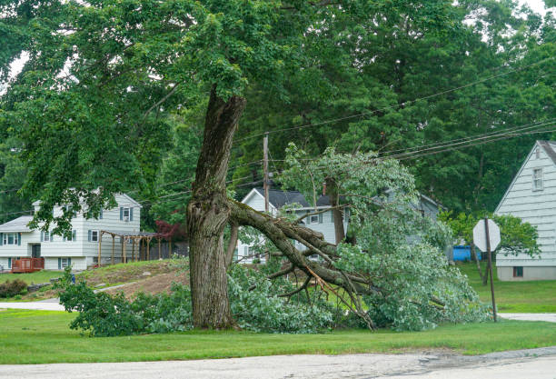 Best Tree Risk Assessment  in Rancho Alegre, TX