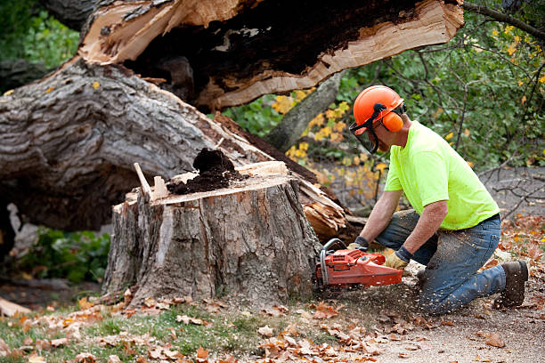Best Lawn Renovation and Restoration  in Rancho Alegre, TX