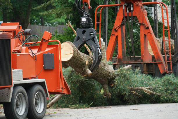 Best Tree Removal  in Rancho Alegre, TX