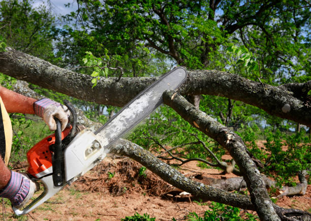 Best Tree Health Inspection  in Rancho Alegre, TX