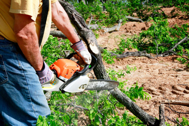 Leaf Removal in Rancho Alegre, TX