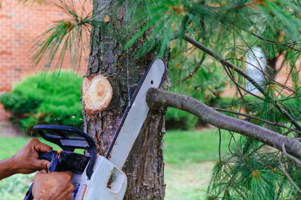  Rancho Alegre, TX Tree Services Pros